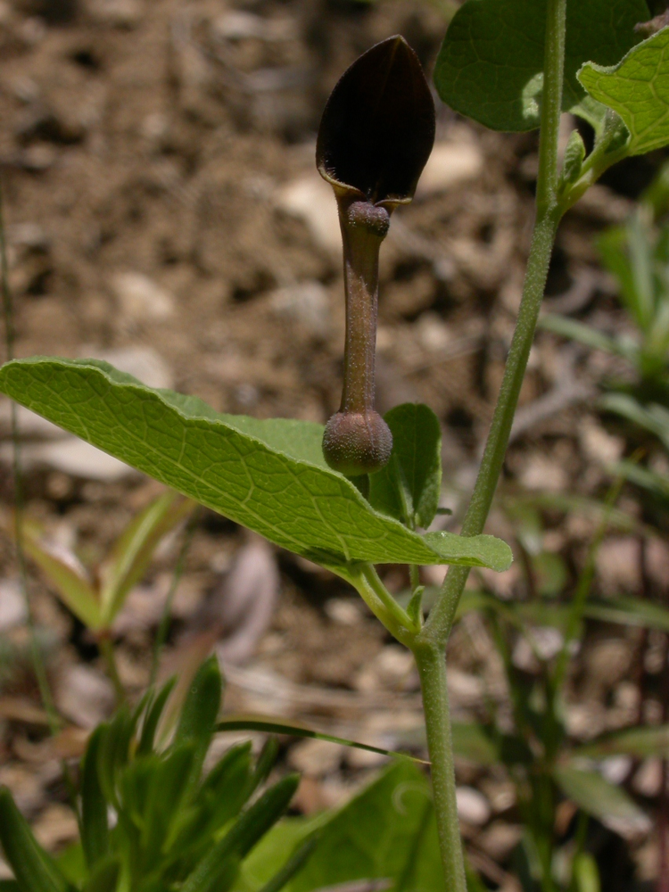 Aristolochia_rotunda