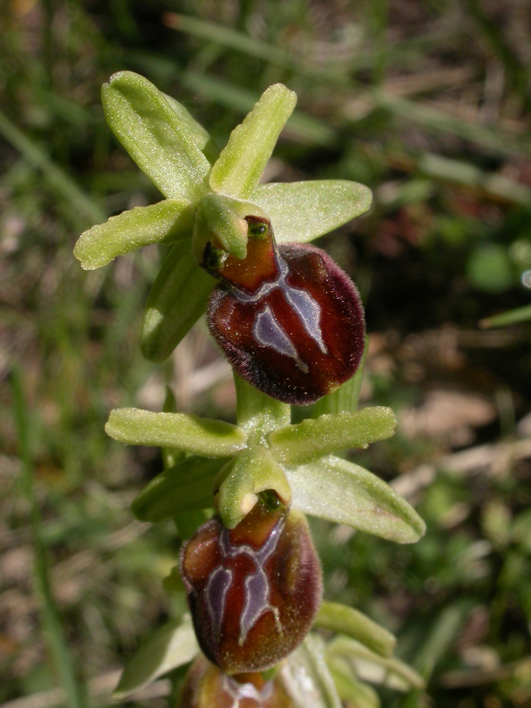 Ophrys_provincialis