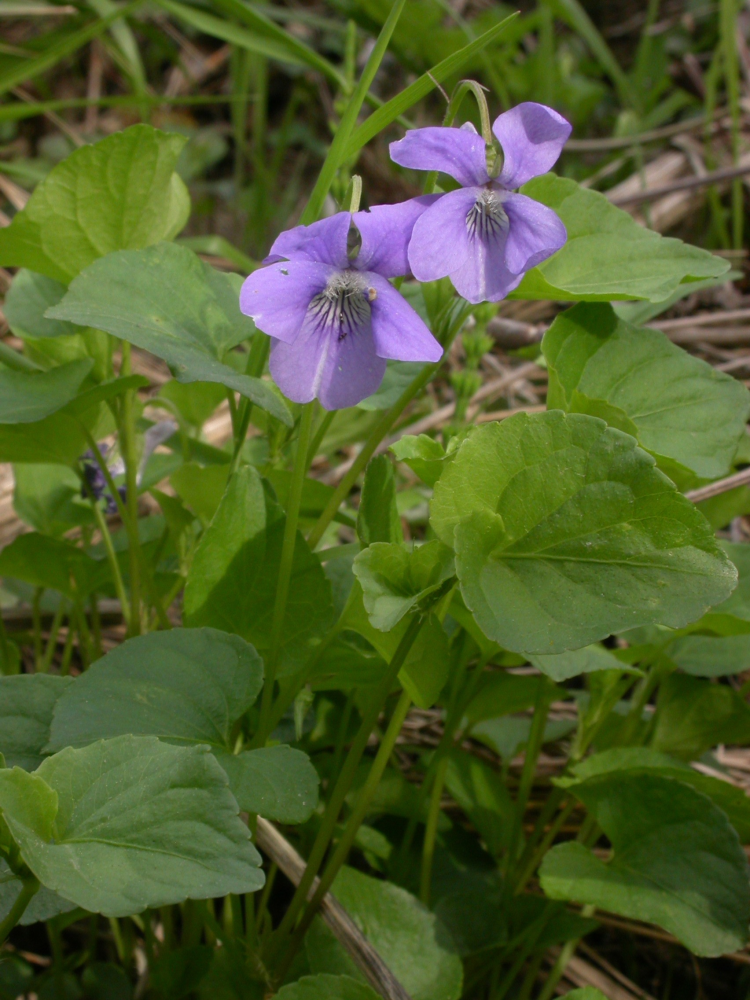 Viola_riviniana