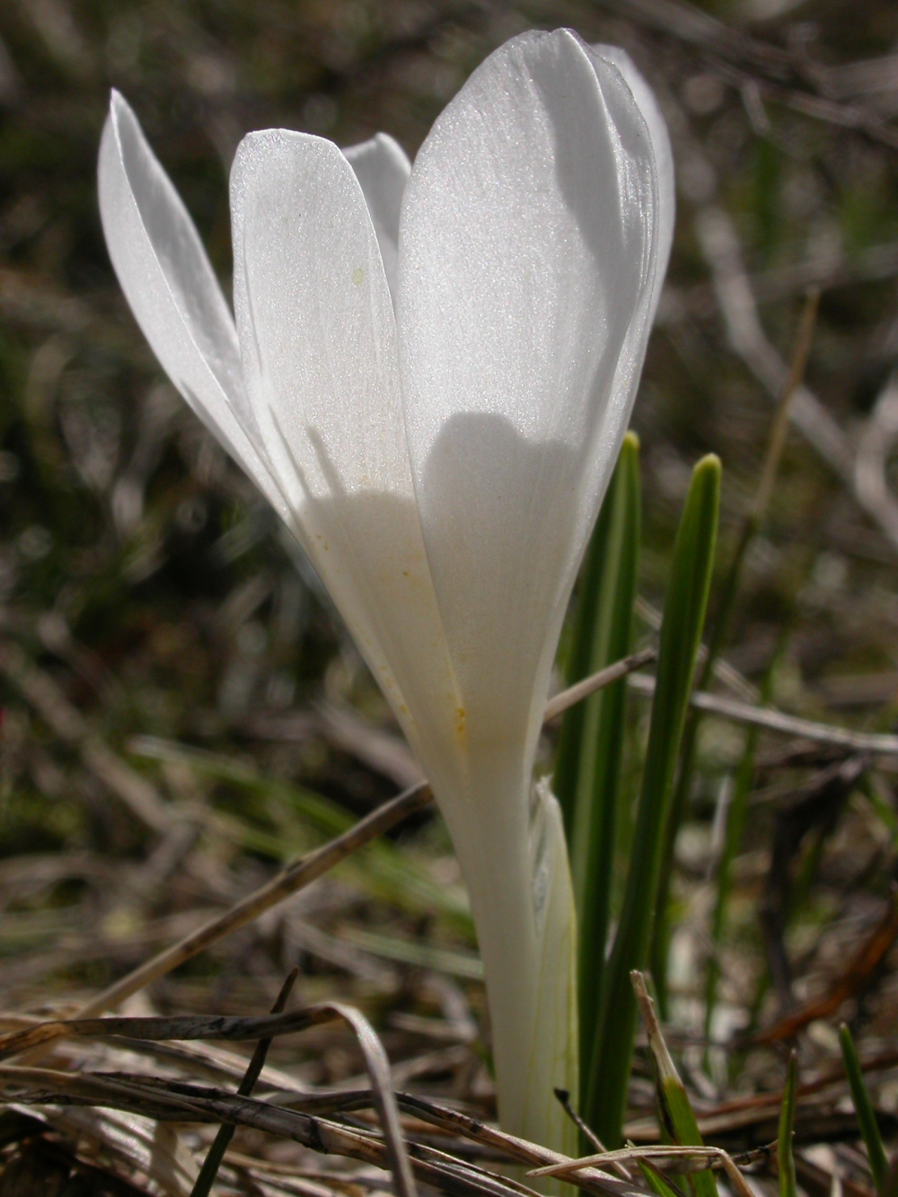 Crocus vernus albiflorus