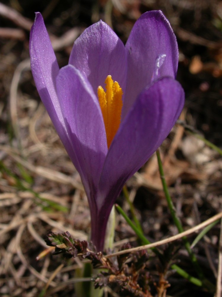 Crocus