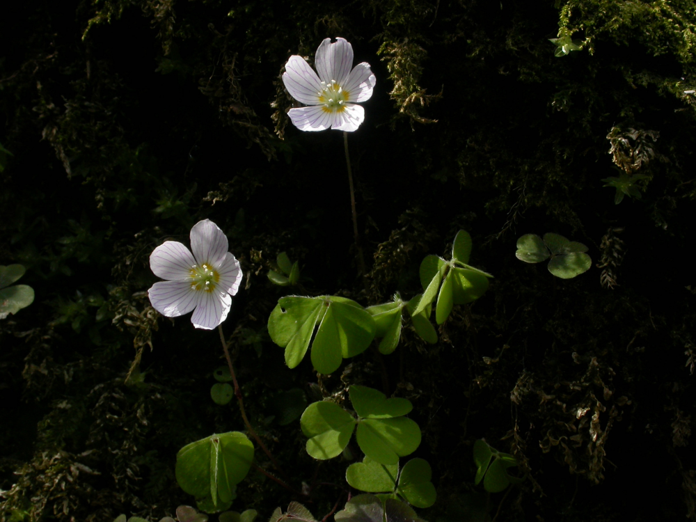 Oxalis acetosella