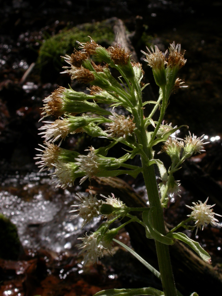 Petasites albus