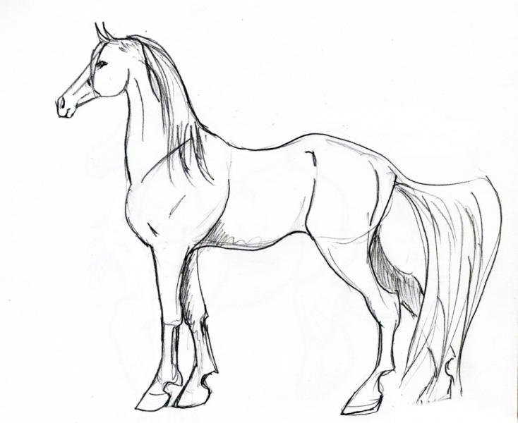 horse1 - horse1.jpg horse1.jpg