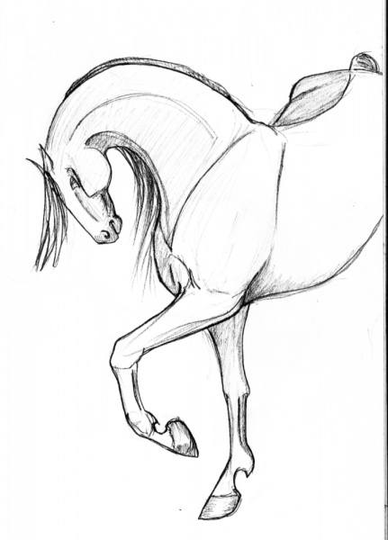 horse6 - horse6.jpg horse6.jpg