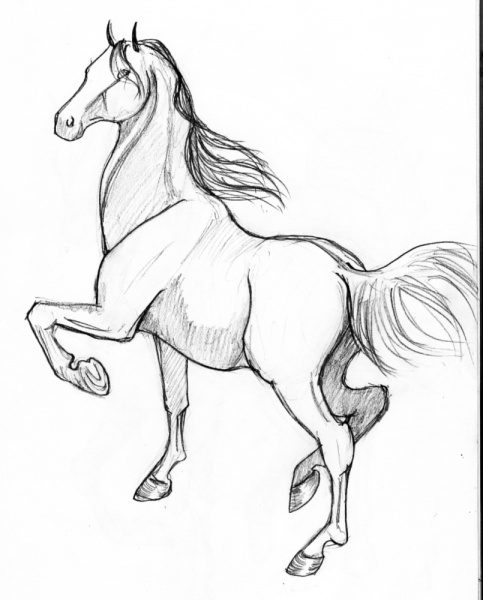 horse7 - horse7.jpg horse7.jpg