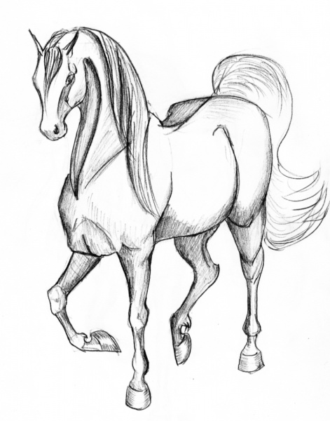 horse8 - horse8.jpg horse8.jpg
