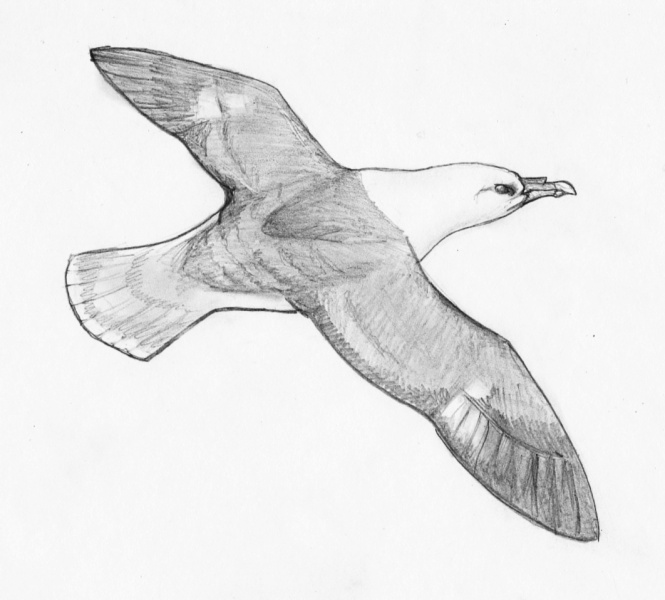 cathyleen fulmar - cathyleen_fulmar.jpg cathyleen_fulmar.jpg