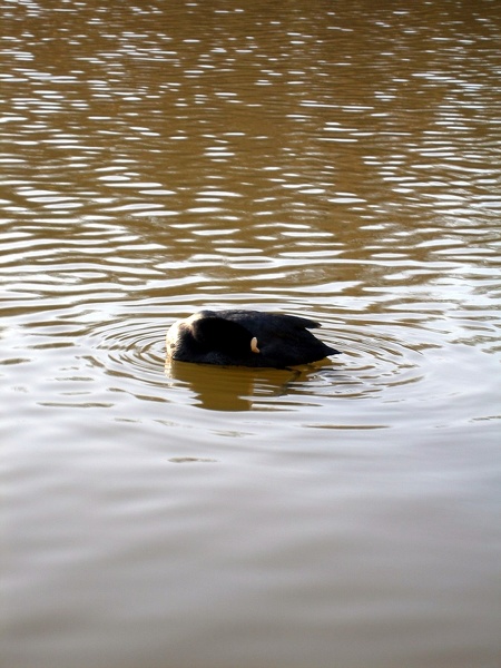 foulque00001 - foulque00001.jpg foulque00001.jpg