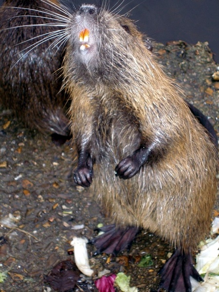 ragondins00003 - ragondins00003.jpg ragondins00003.jpg