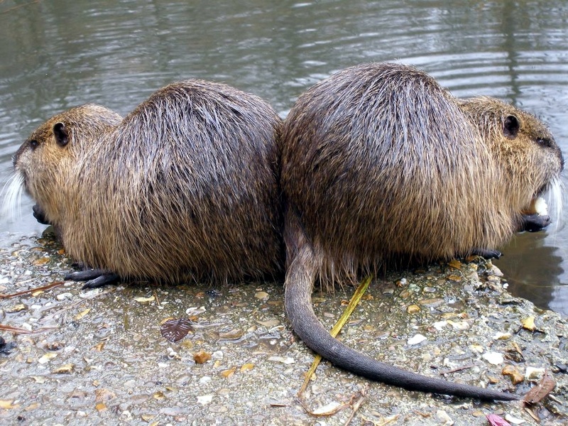 ragondins00005 - ragondins00005.jpg ragondins00005.jpg