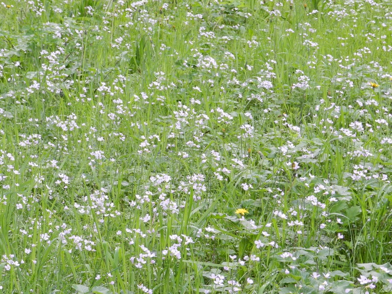 3mai-08 - 3mai-08.jpg 3mai-08.jpg