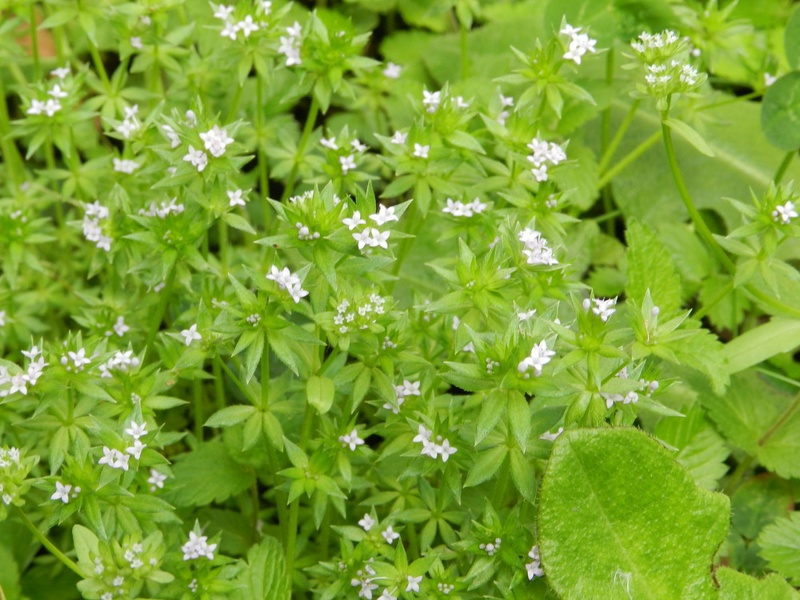 3mai-13 - 3mai-13.jpg 3mai-13.jpg