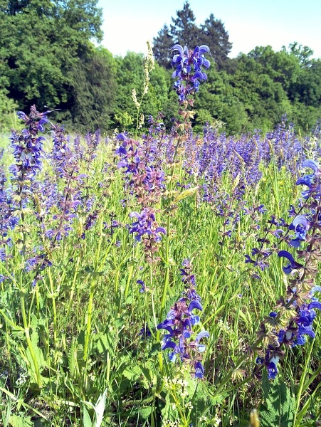 mai2011-5 - mai2011-5.jpg mai2011-5.jpg