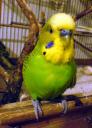 Animaux domestiques