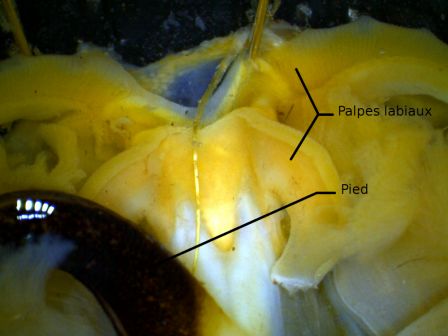 moule.jpg